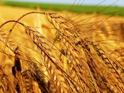 Пшеница мягких и твердых сортов