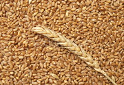 Зерновые культуры: пшеница,  ячмень,  овес
